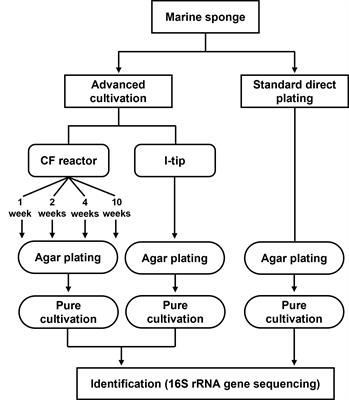 Cultivation of previously uncultured sponge-associated bacteria using advanced cultivation techniques: A perspective on possible key mechanisms